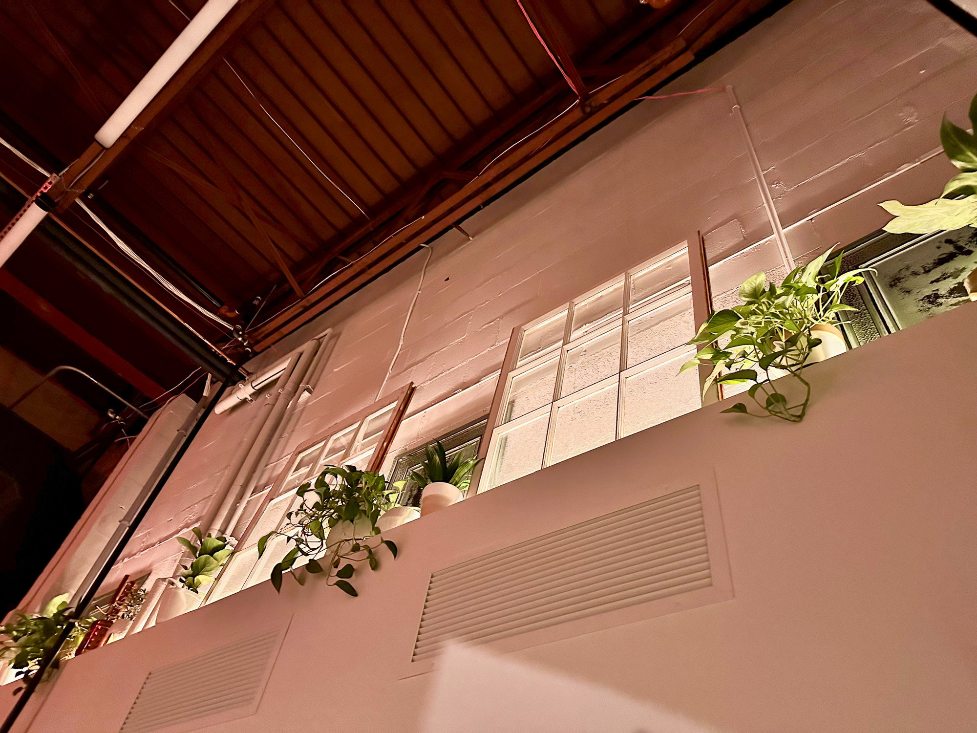 Upwards view of plant wall and windows